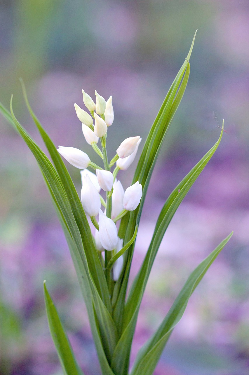 flowers macro nature free photo