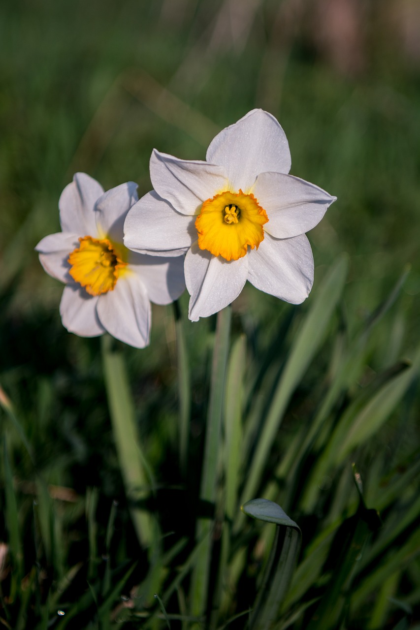 flowers osterglocken spring free photo