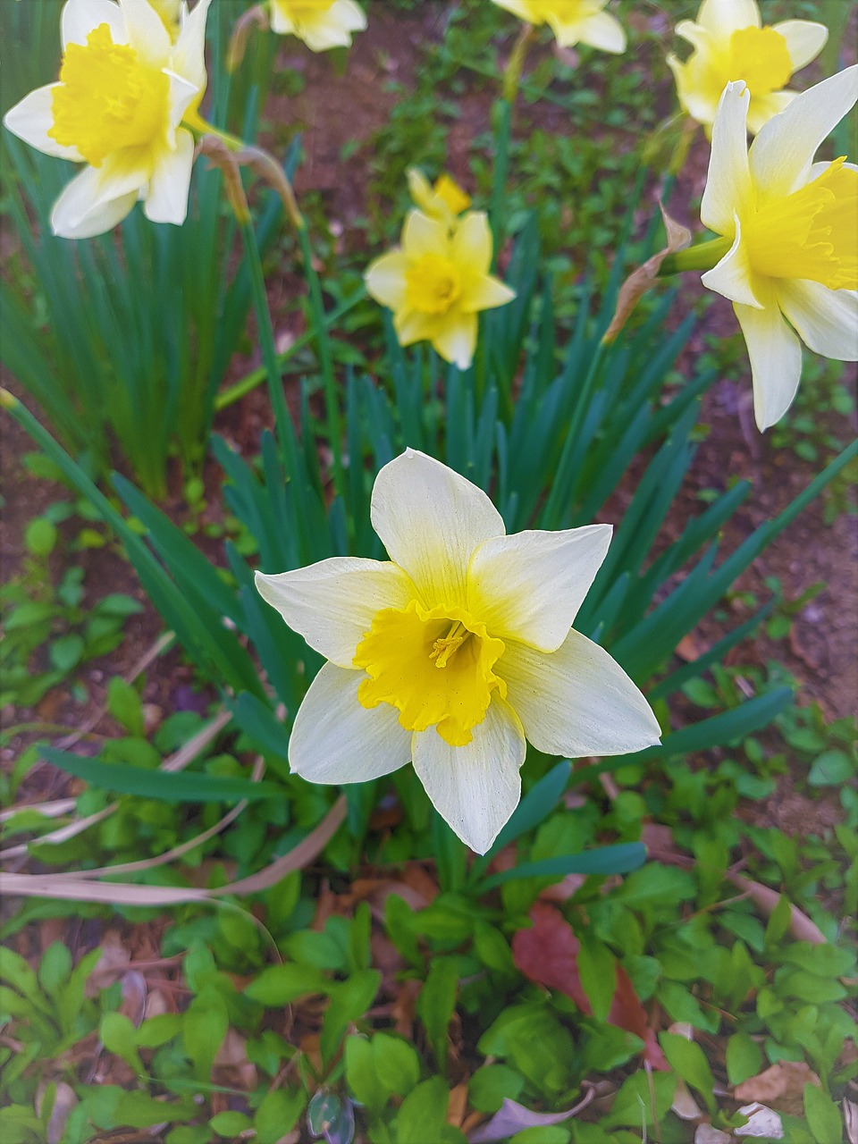 flowers spring park free photo