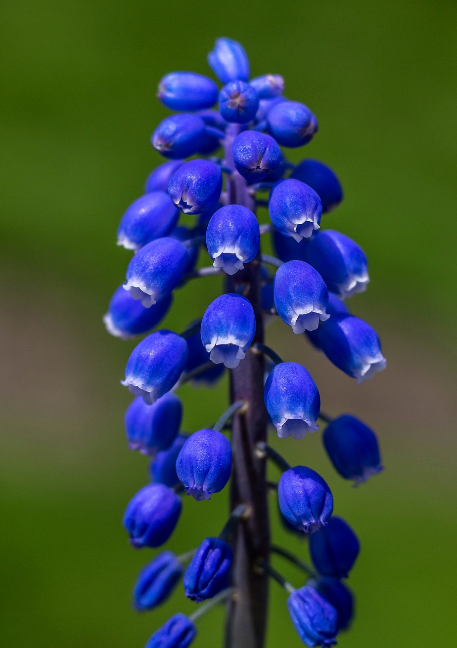 flowers blue blossom free photo