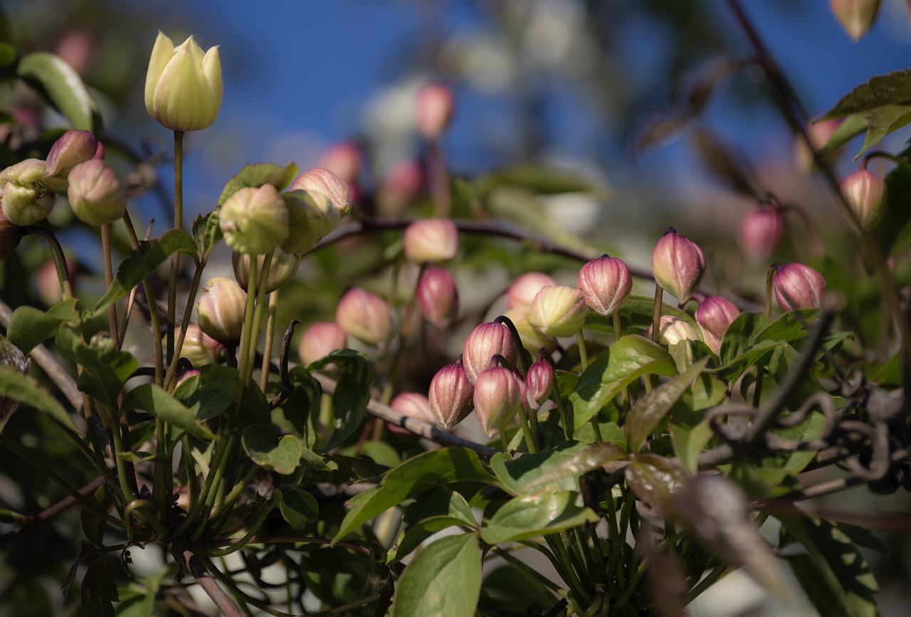 flowers nature spring free photo