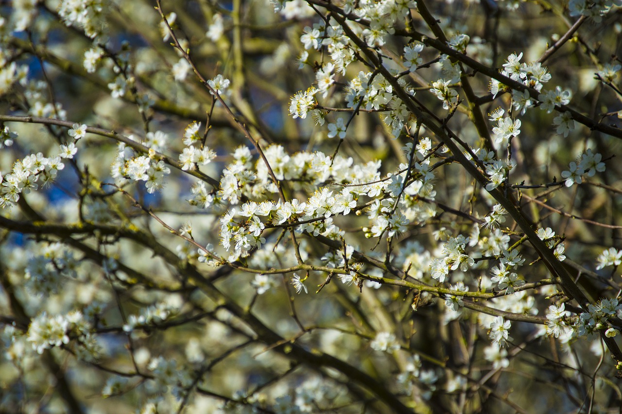 flowers nature spring free photo