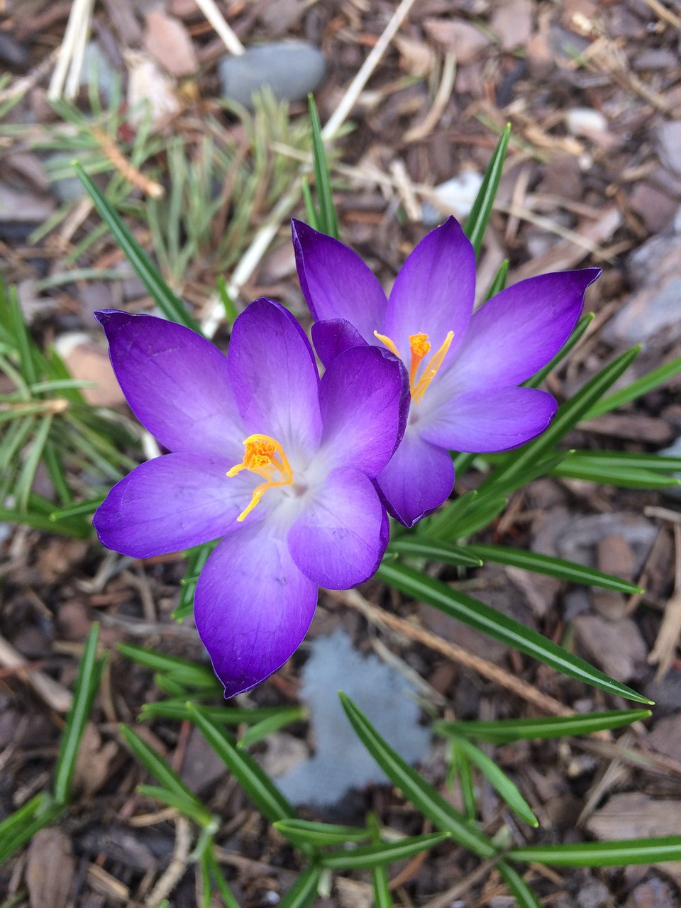 flowers purple spring free photo