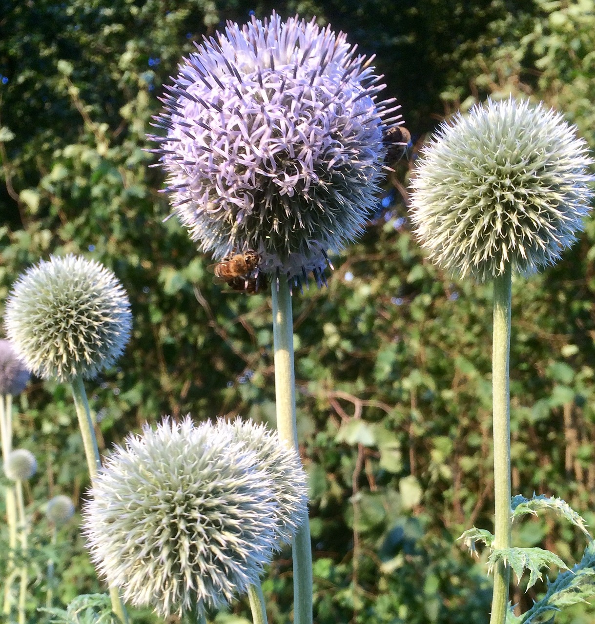 flowers diestel prickly free photo