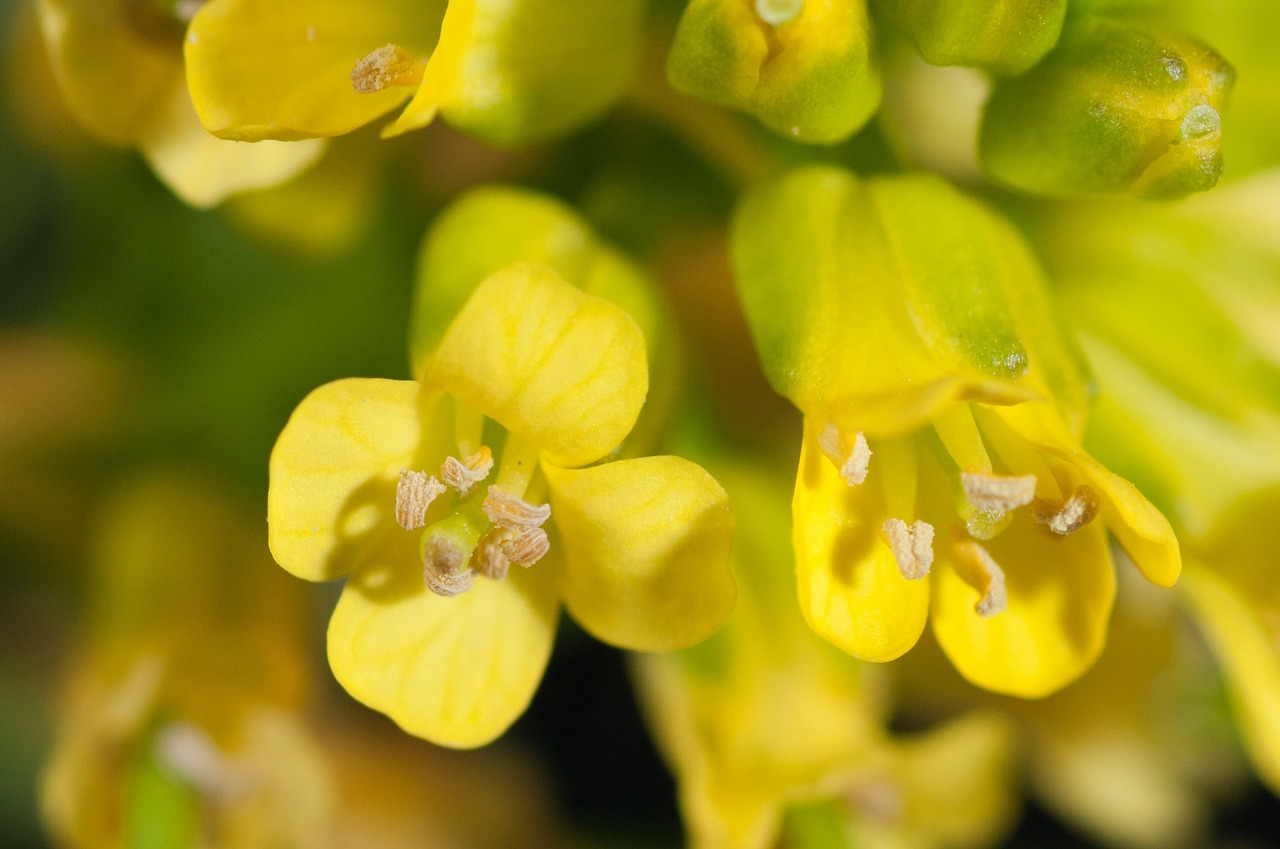 flowers yellow macro free photo