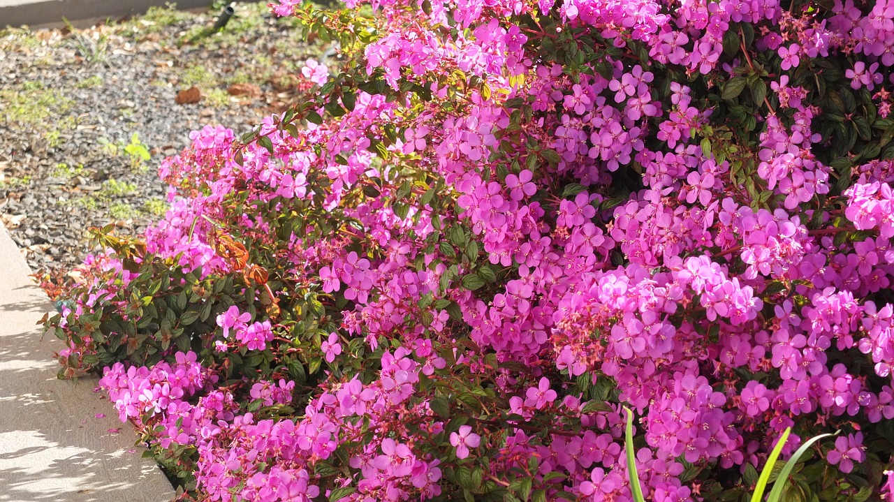 flowers bloom pink free photo