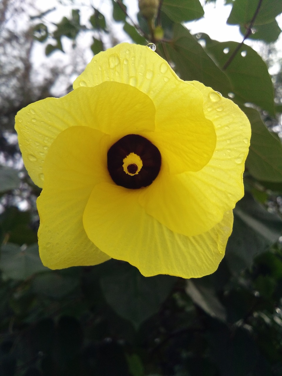 flowers yellow bodhi sea free photo