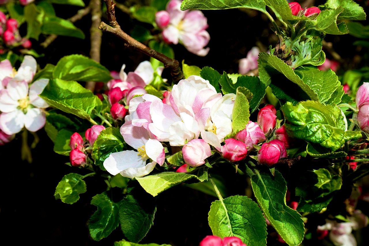 flowers plant nature free photo