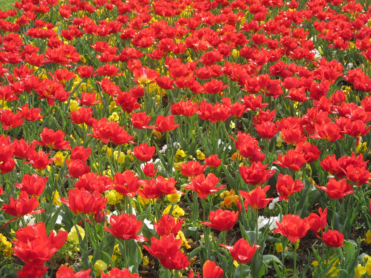 flowers red spring free photo