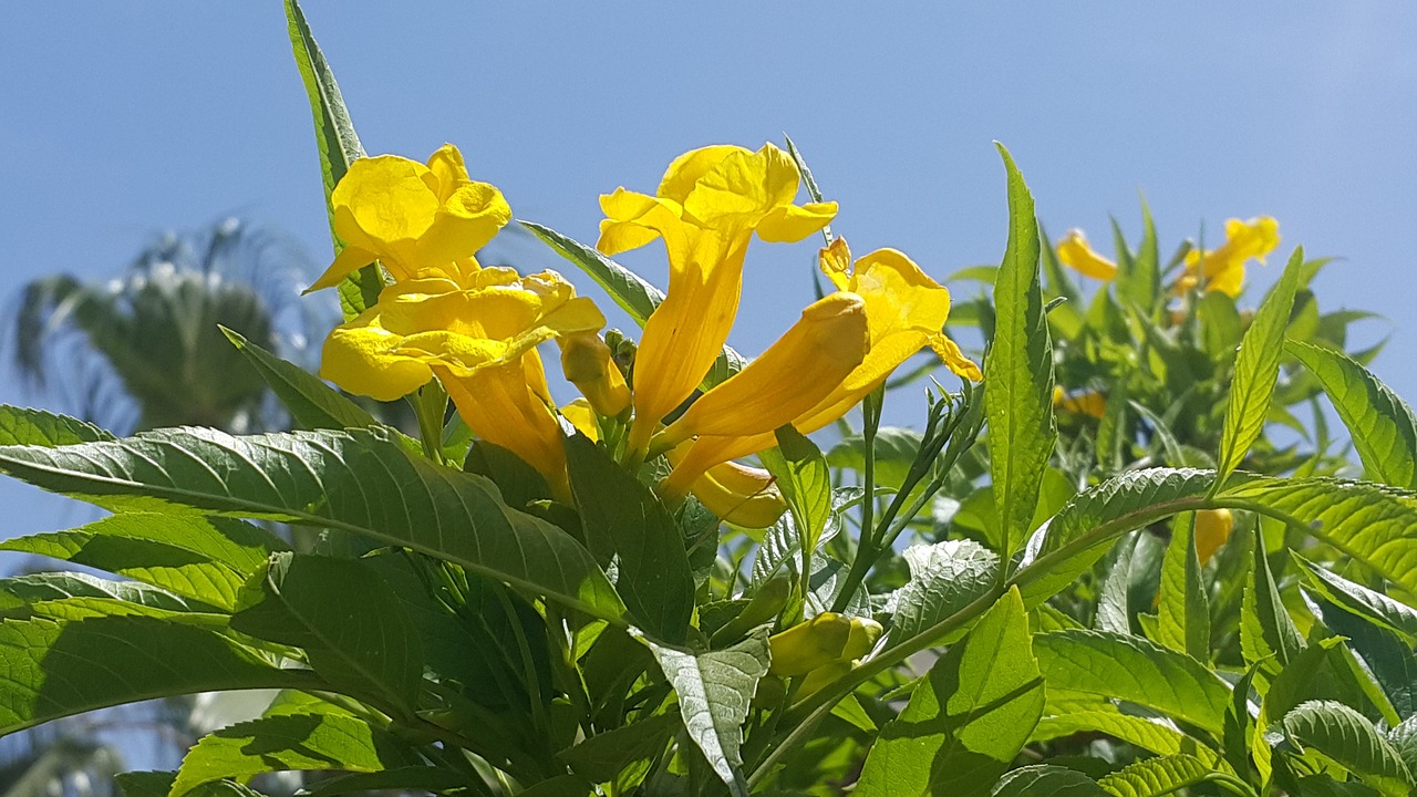 flowers plants yellow free photo