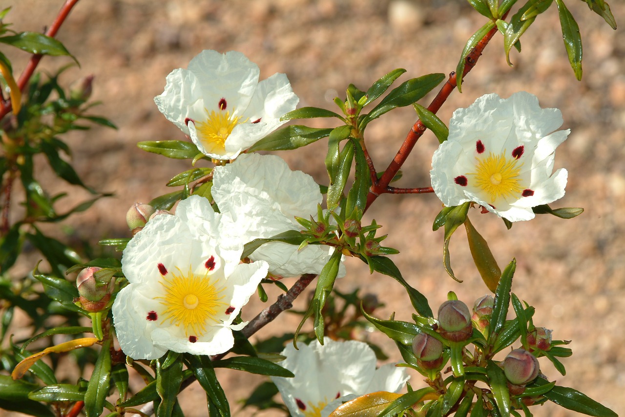 flowers desert colorful free photo