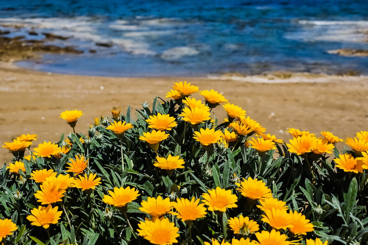 flowers yellow beach free photo