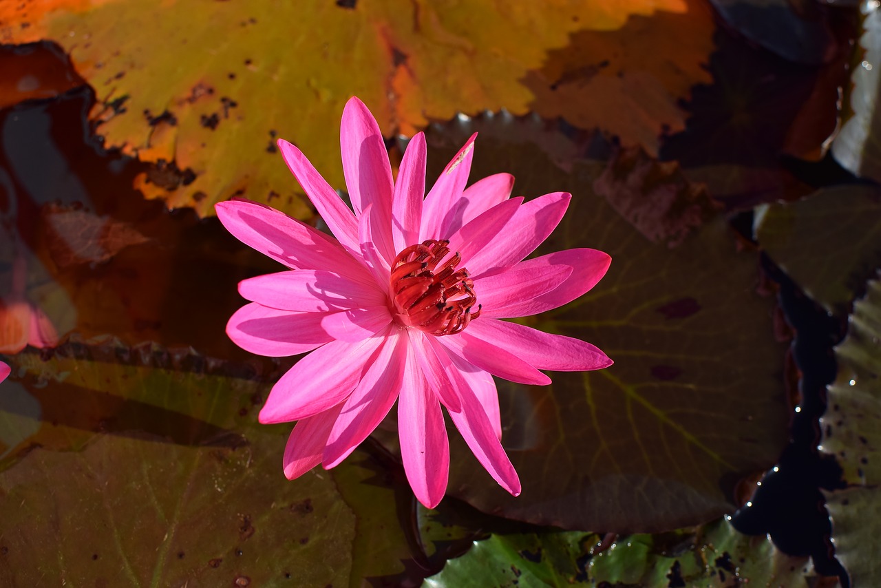 flowers nature lotus free photo