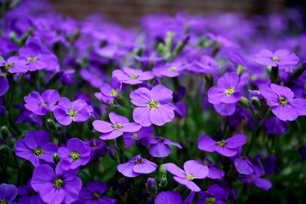 flowers purple ground cover free photo