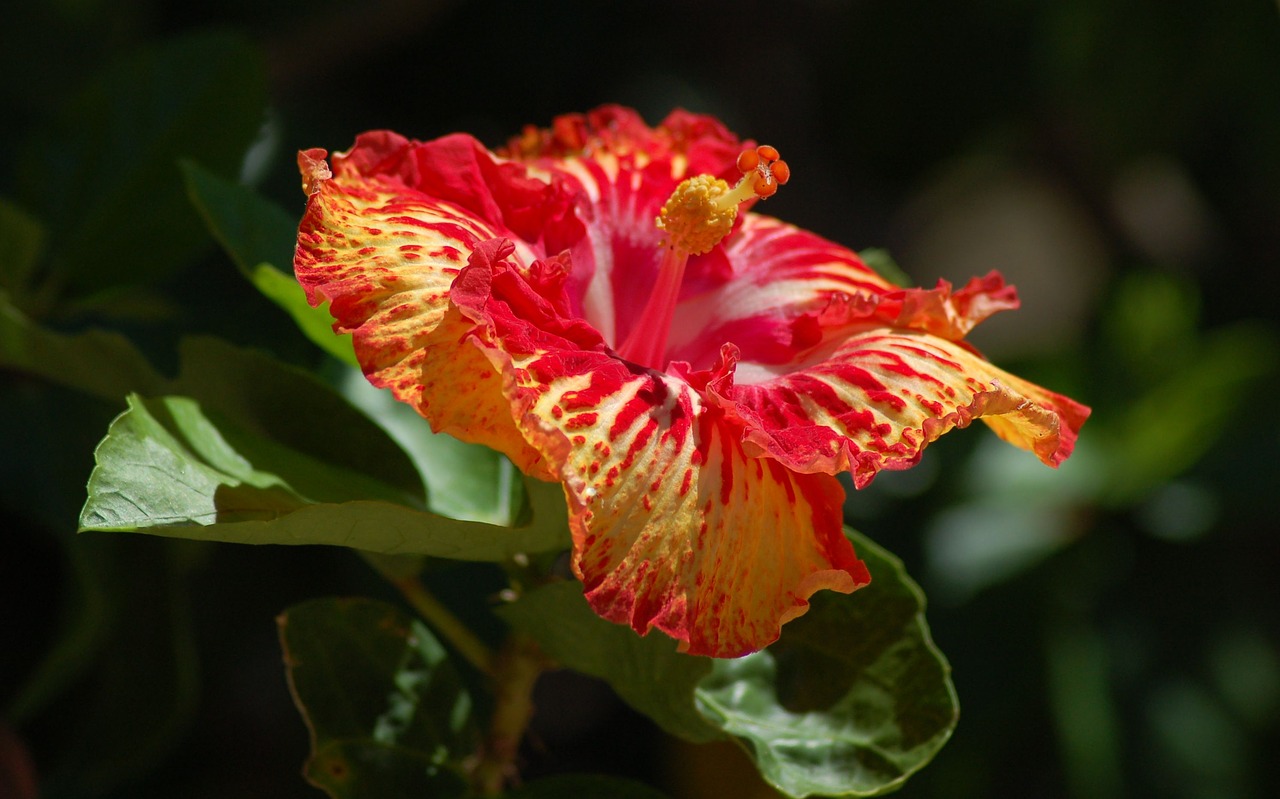 flowers orchid red free photo