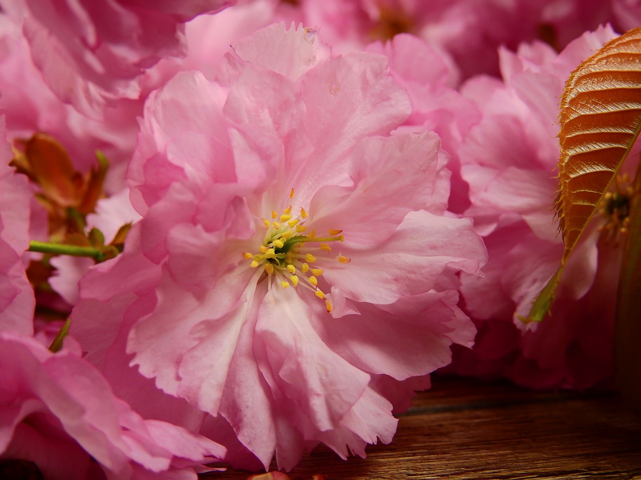 flowers bloom pink free photo