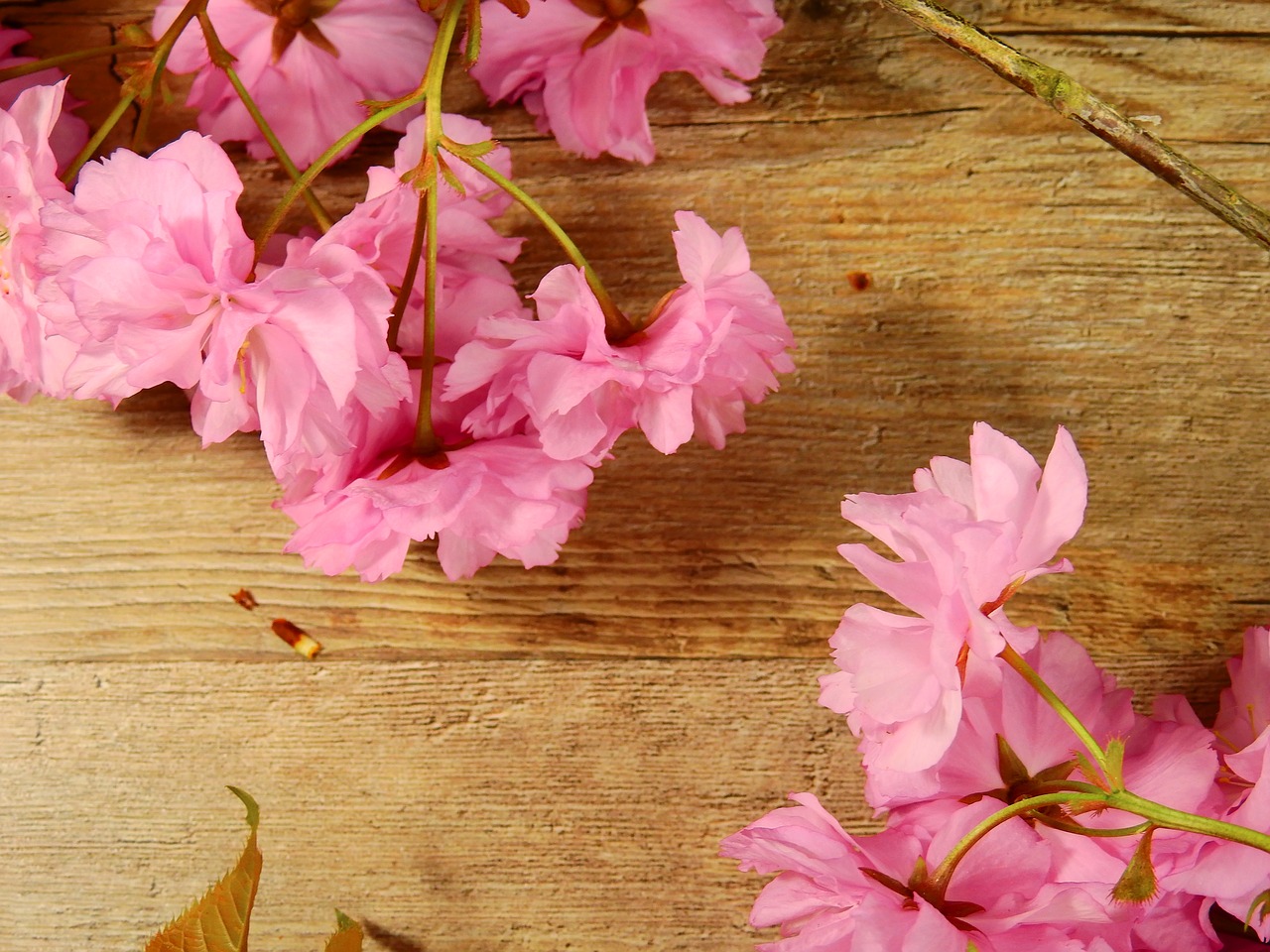 flowers bloom pink free photo