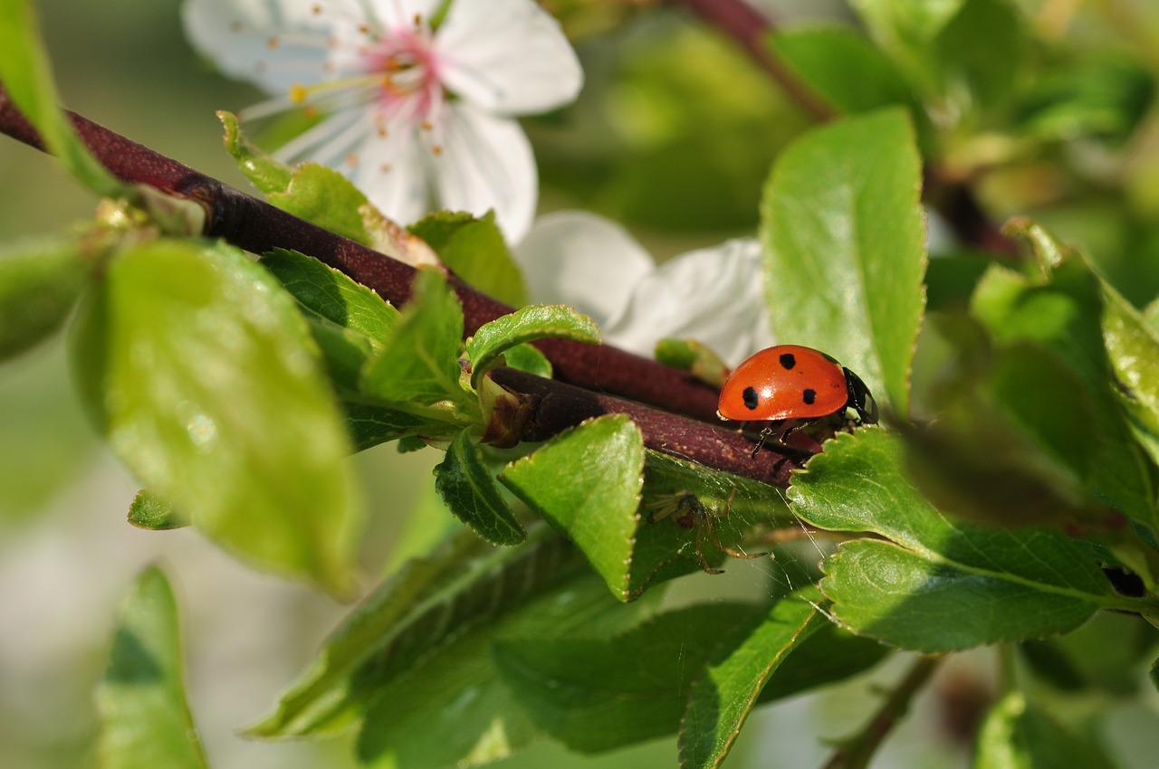 flowers insect spring free photo