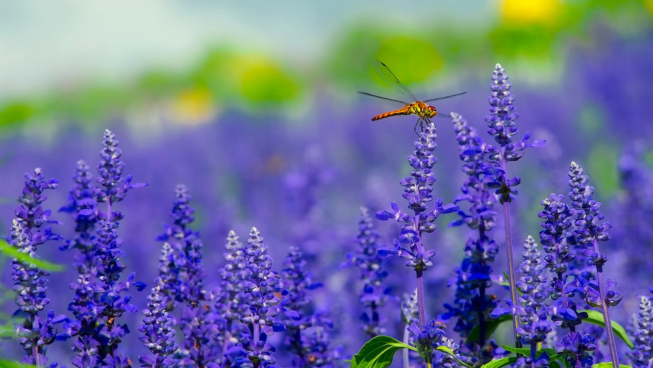 flowers plants dragonfly free photo