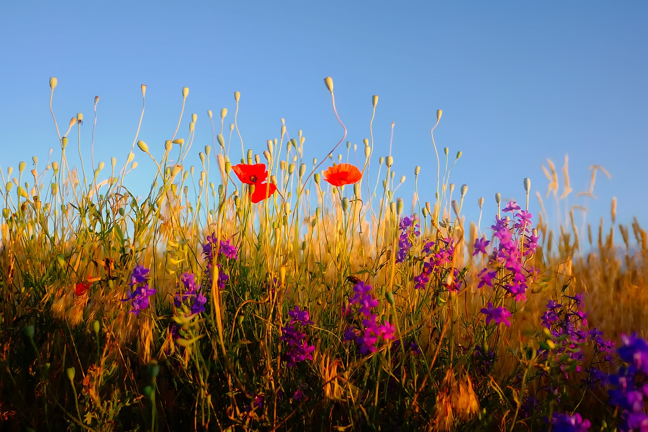 flowers plants wildflowers free photo