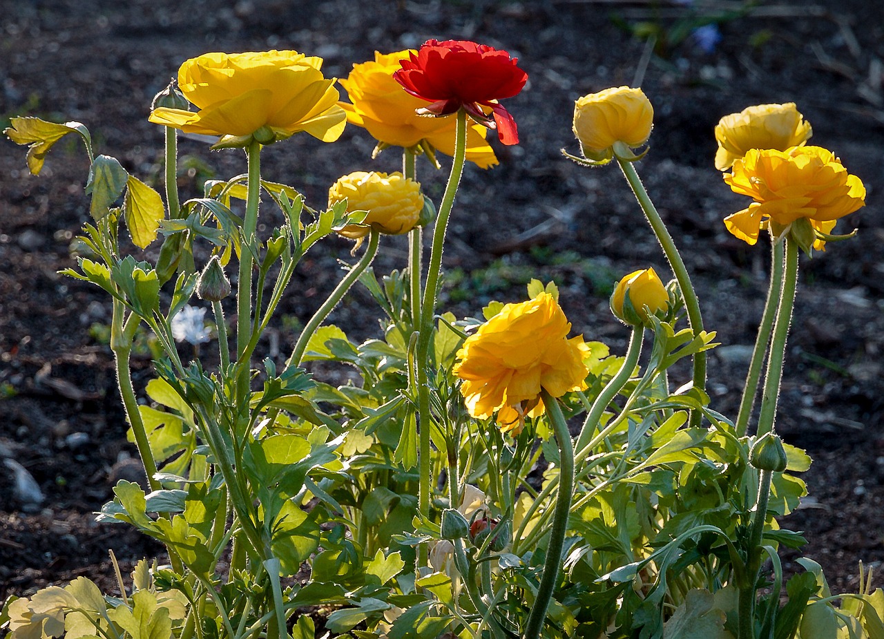 flowers plant yellow flower free photo