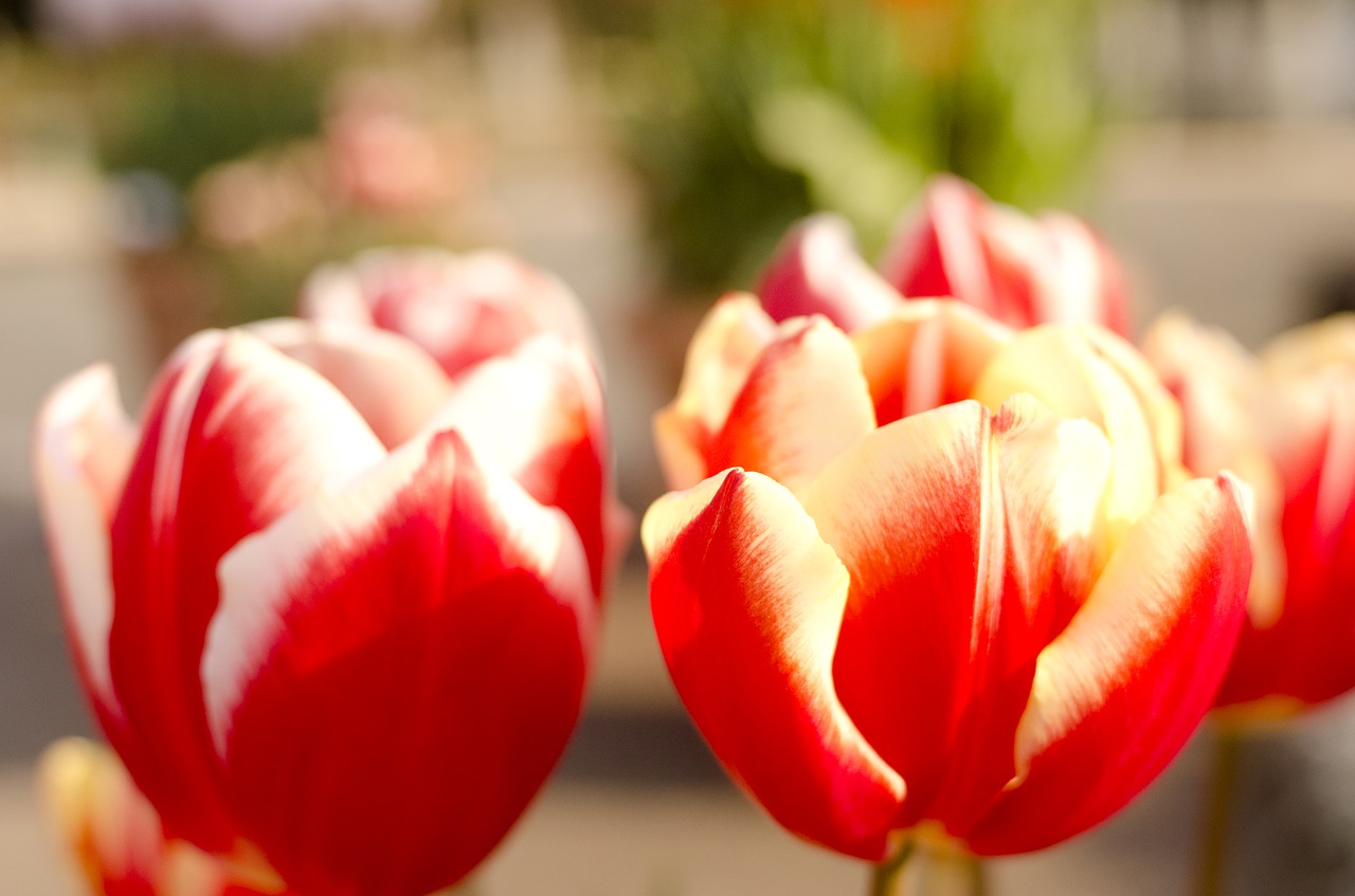 flowers tulip free pictures free photo