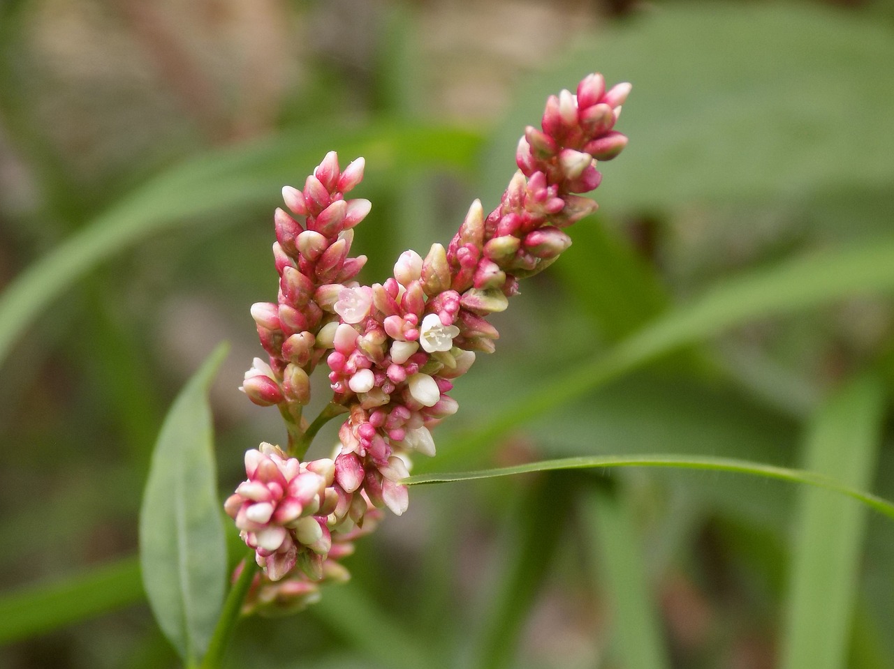 flowers nature red free photo