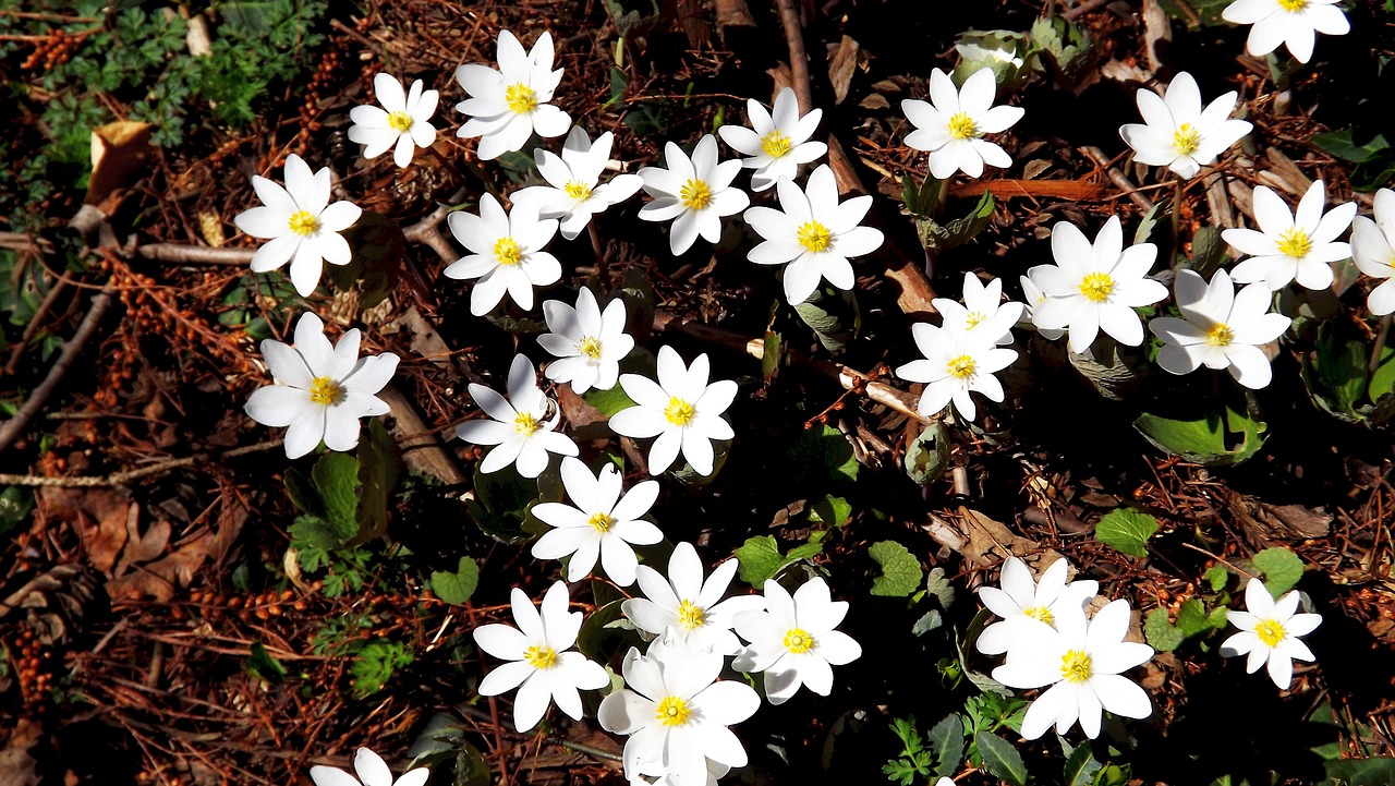 flowers anemones white free photo