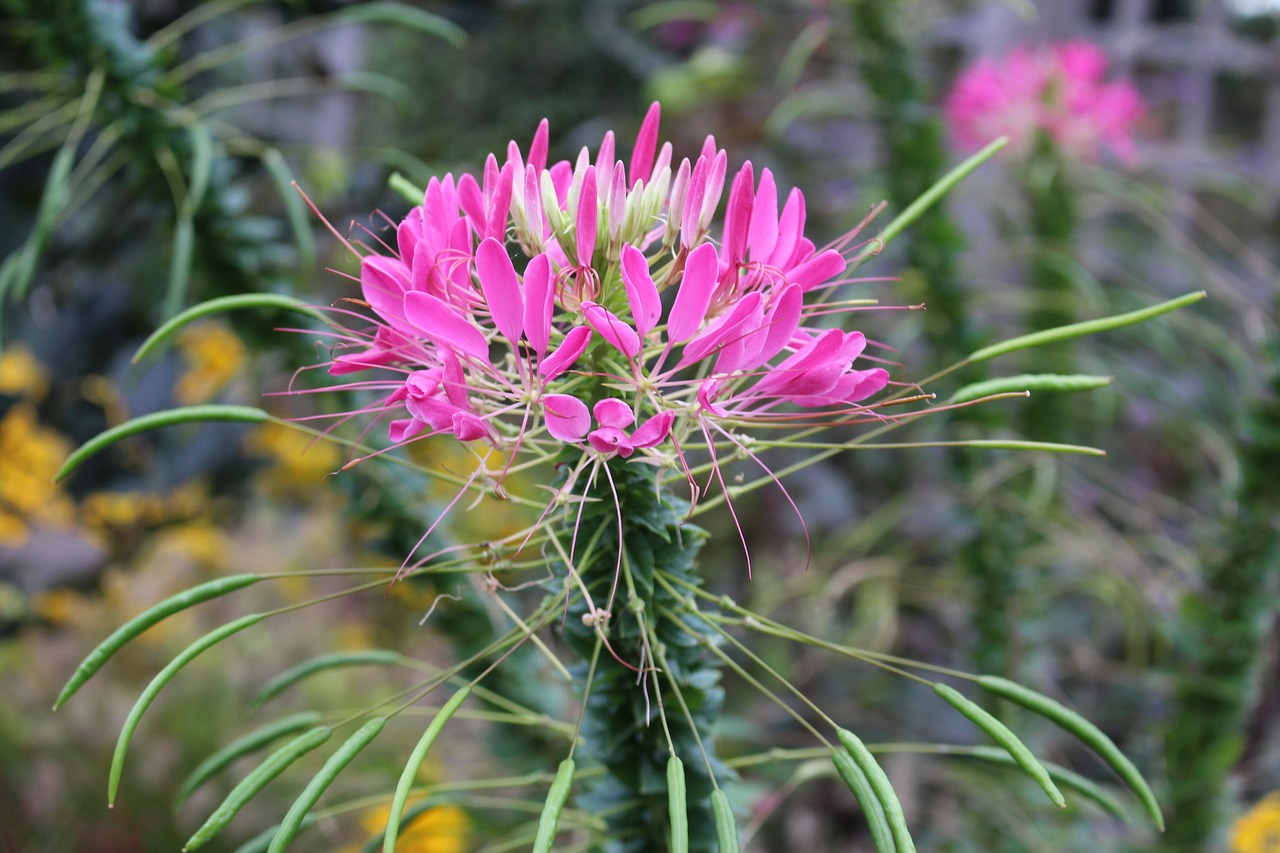 flowers cleome pink free photo