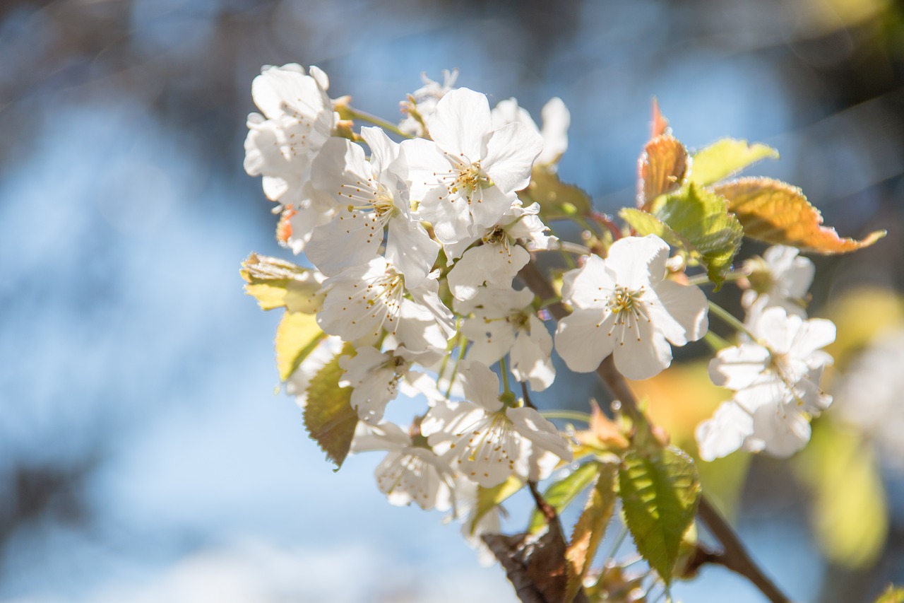 flowers spring nature free photo