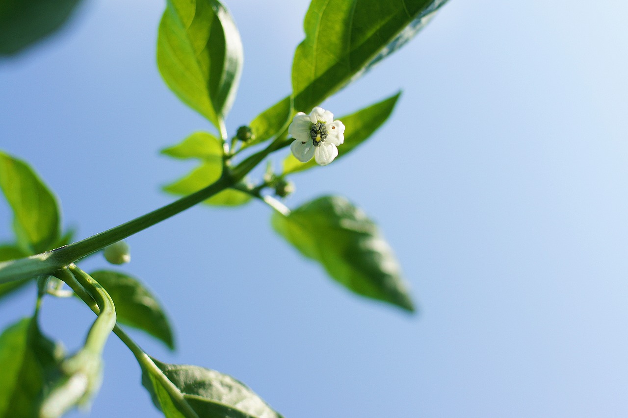 flowers pepper nature free photo