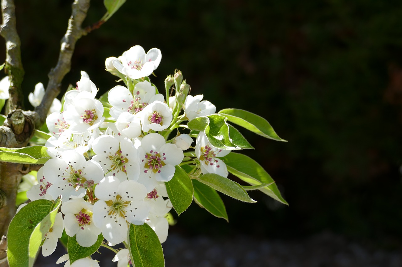 flowers white blossom blossom free photo