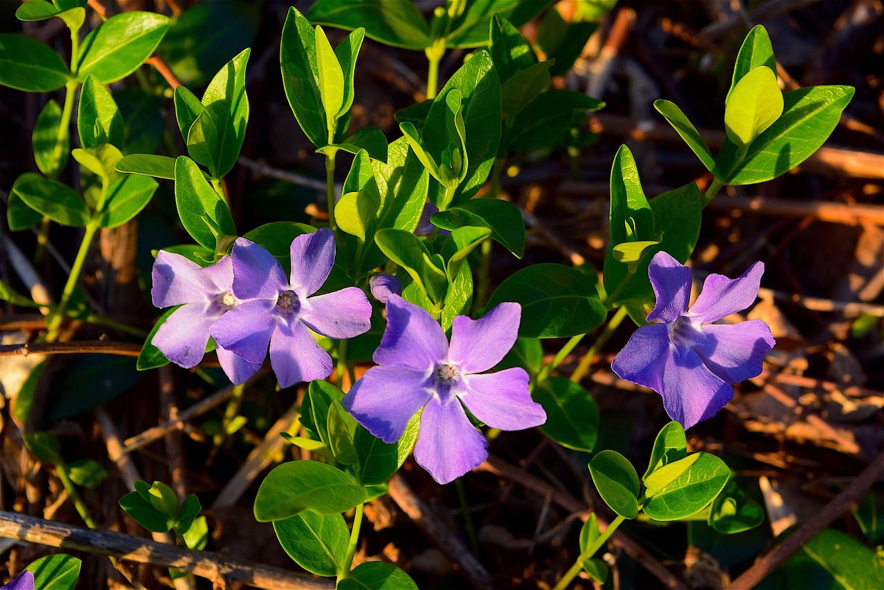 flowers violets nature free photo