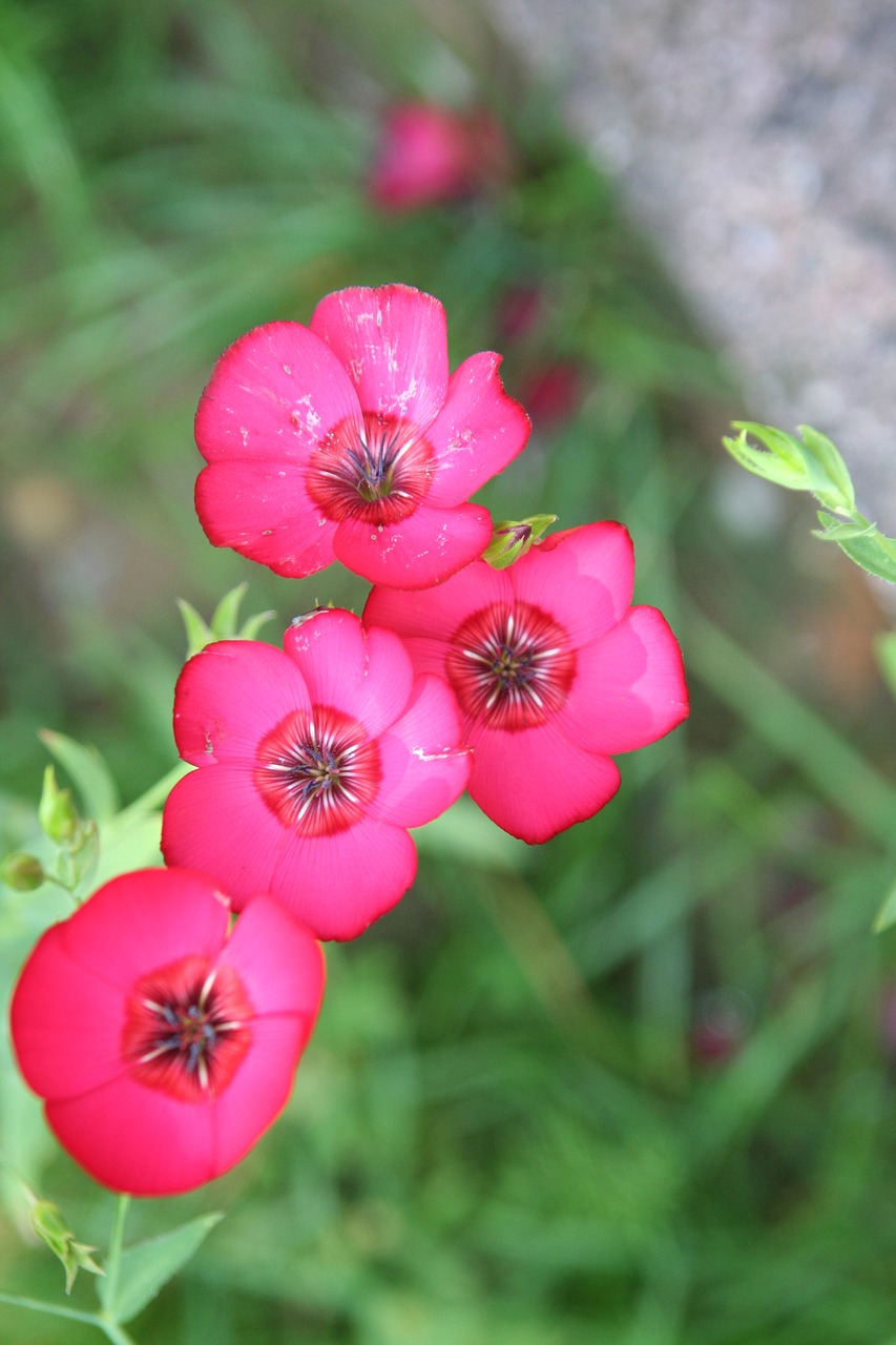 flowers spring petals free photo