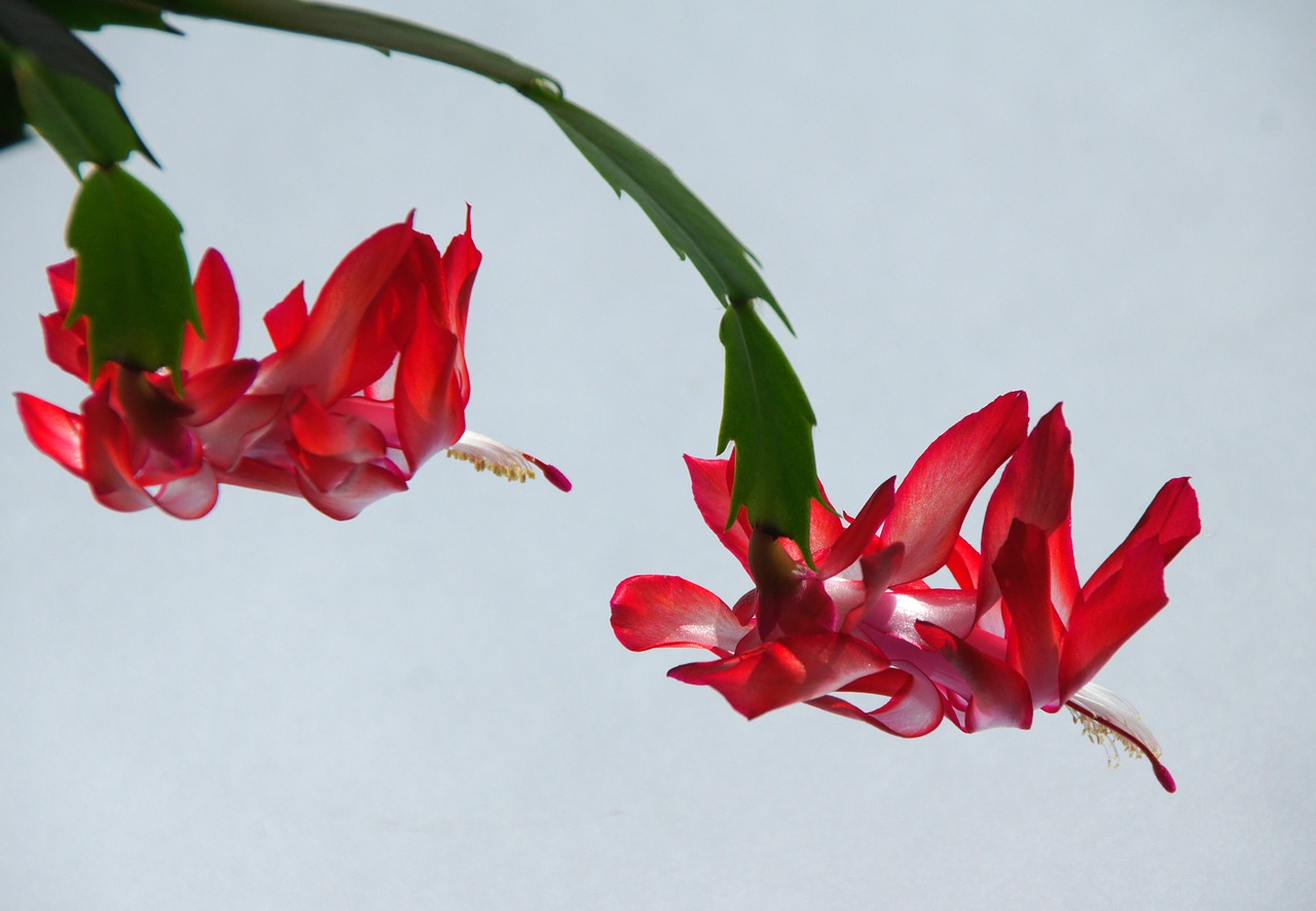 flowers red cactus free photo