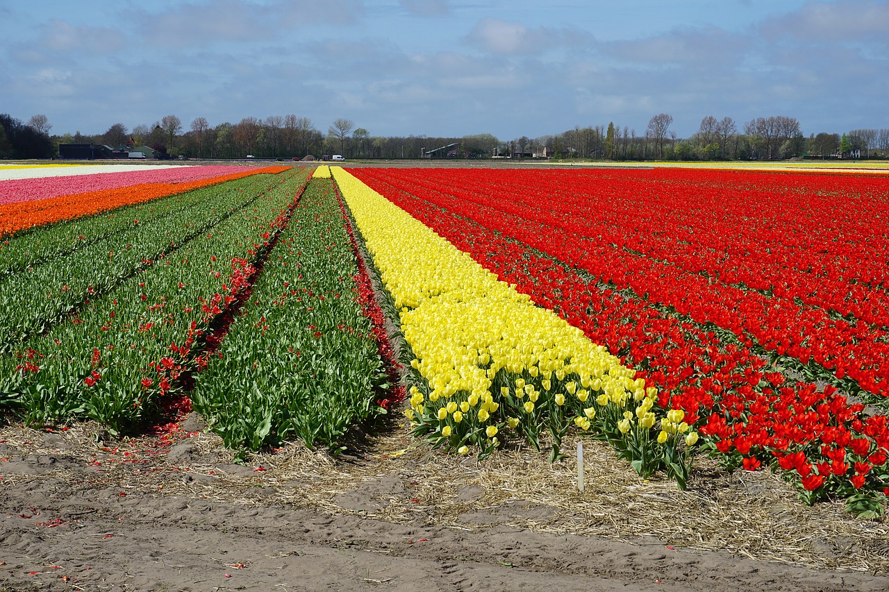 flowers tulips tulip field free photo
