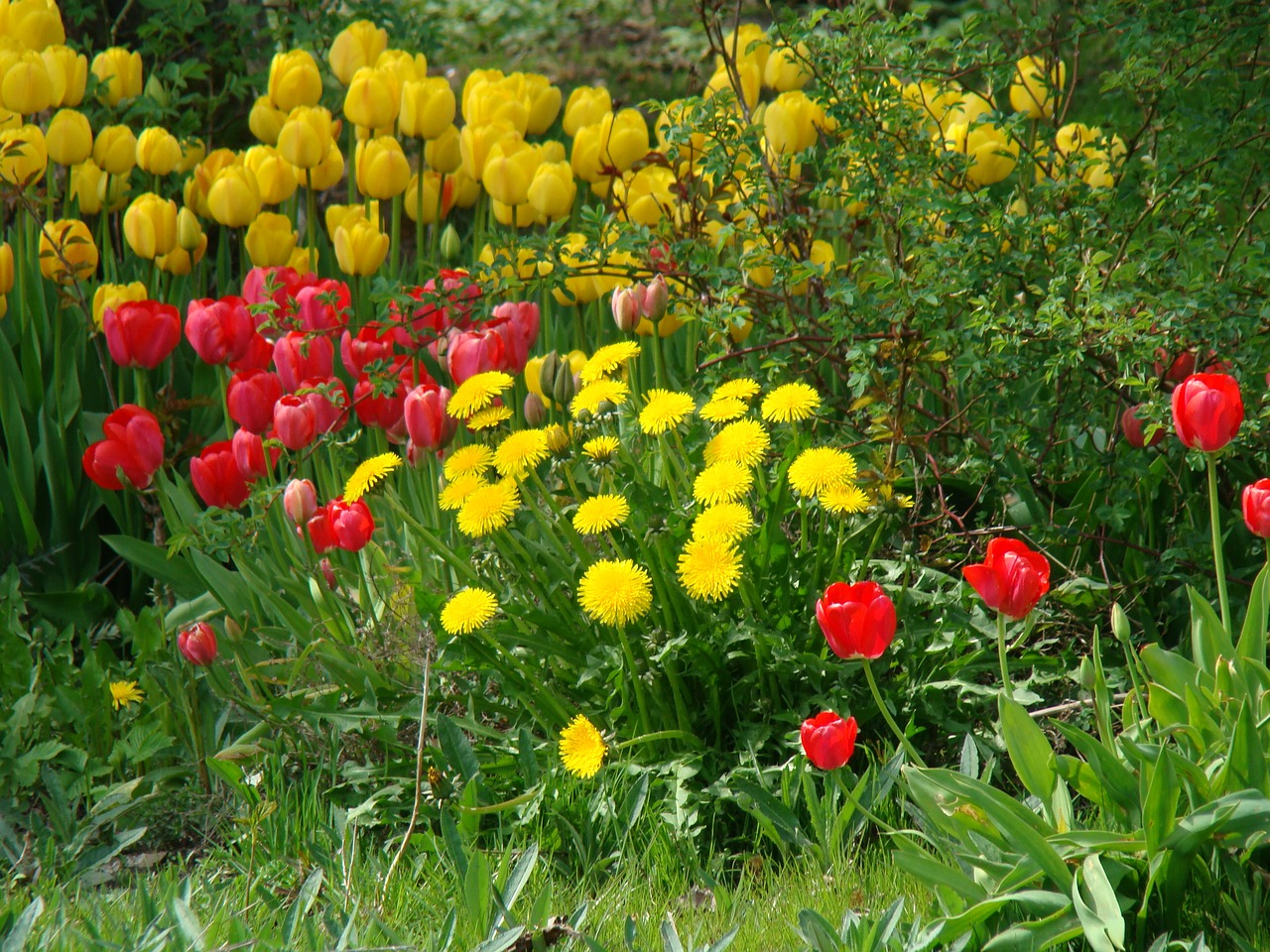 flowers tulips flower bed free photo