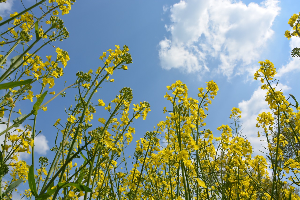 flowers yellow yellow flower free photo