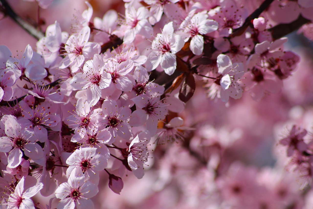 flowers colorful spring free photo