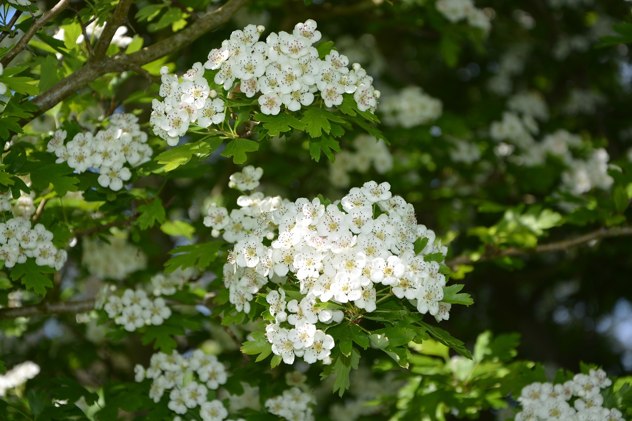 flowers white the hawthorns free photo