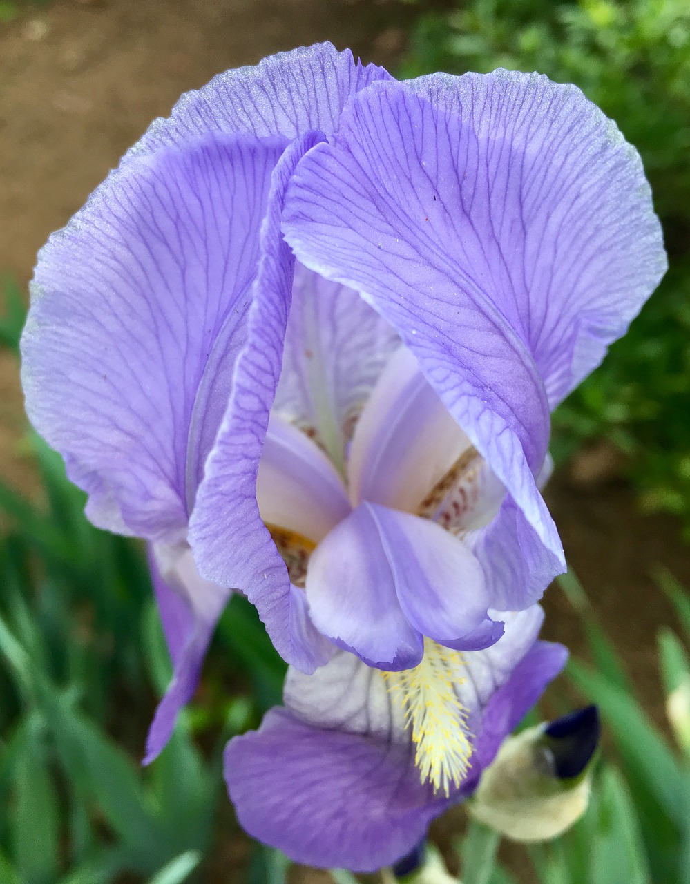 flowers springtime iris free photo