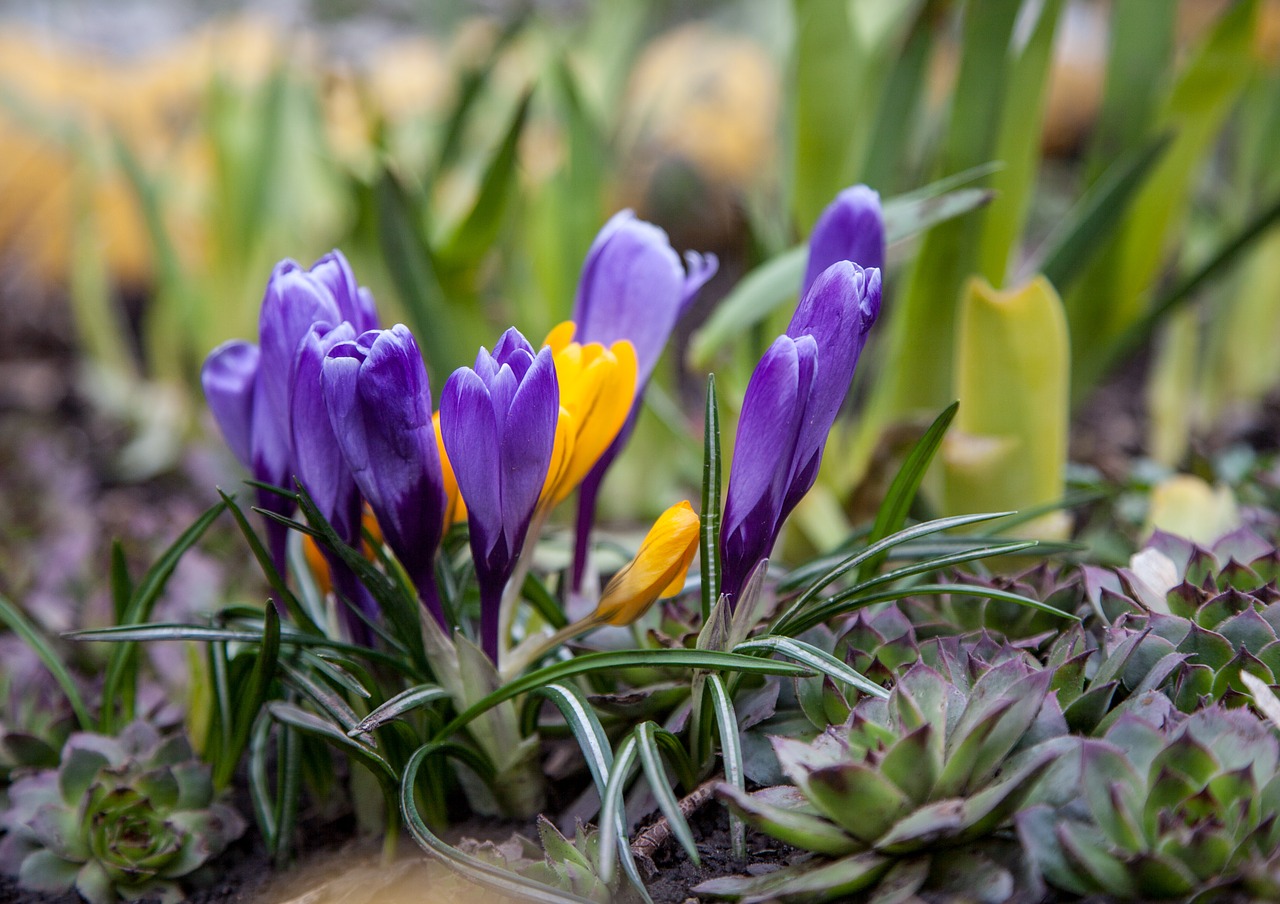 flowers crocuses spring free photo