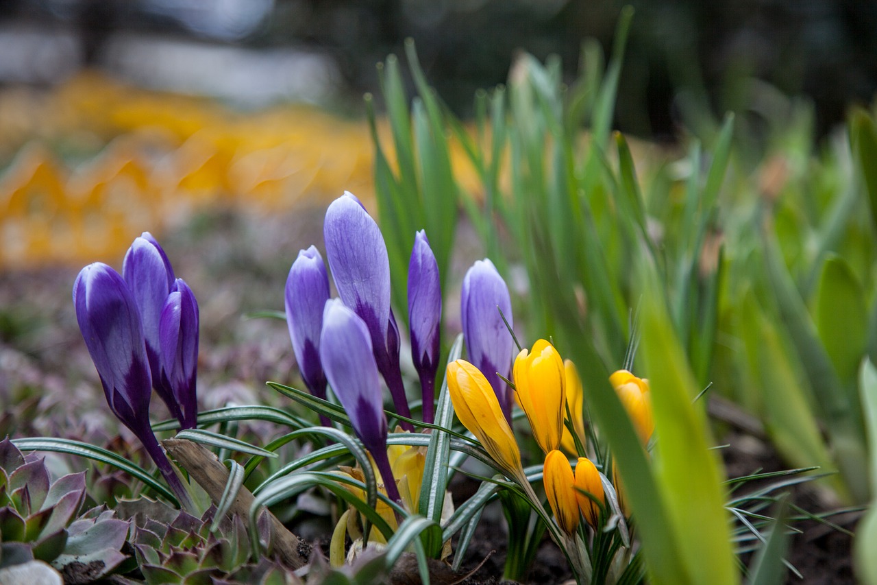 flowers crocuses spring free photo