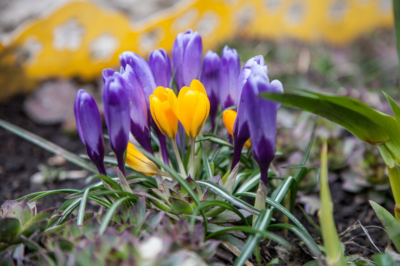 flowers crocuses spring free photo