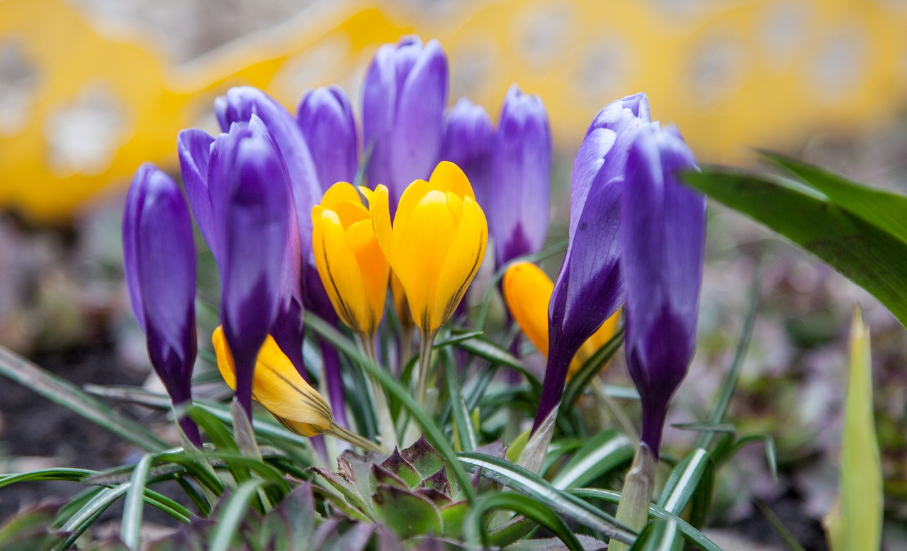 flowers crocuses spring free photo