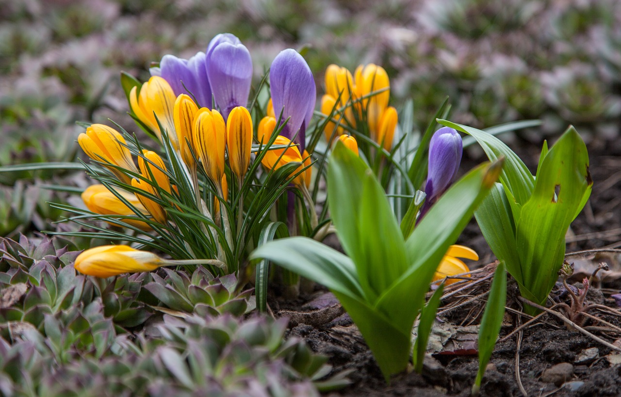 flowers crocuses spring free photo