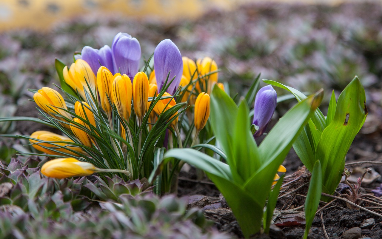 flowers crocuses spring free photo