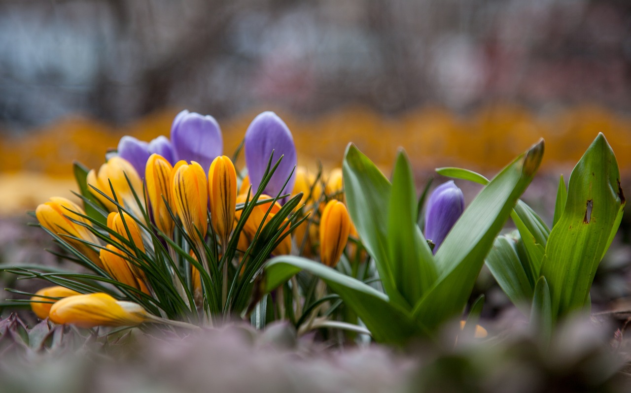 flowers crocuses spring free photo