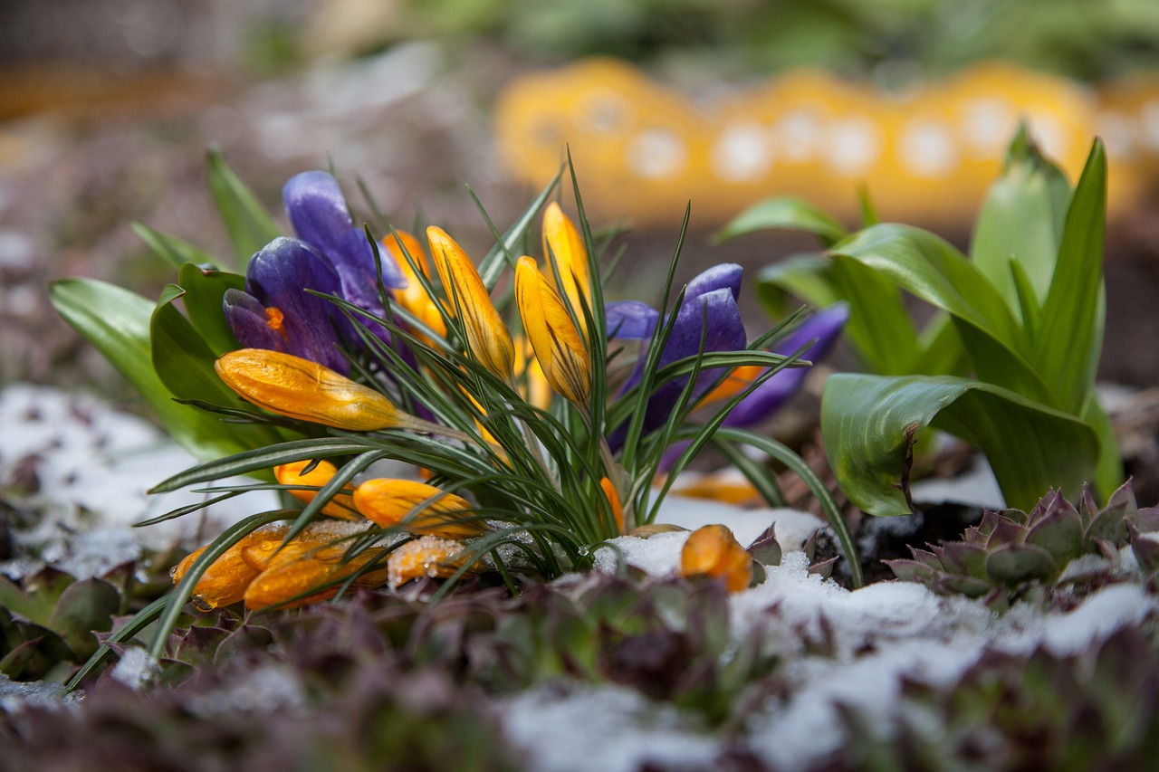 flowers crocuses spring free photo