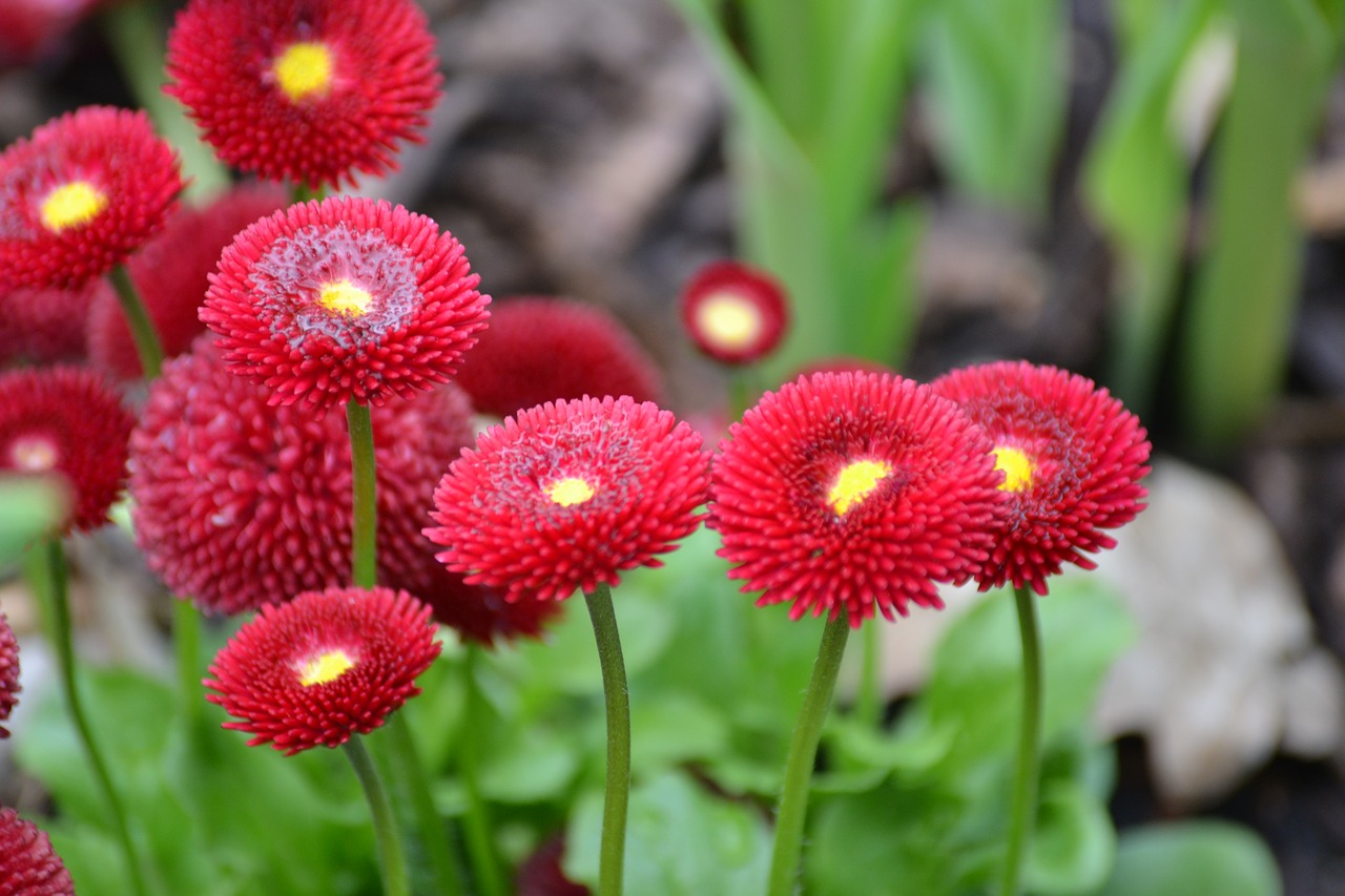 flowers red spring free photo